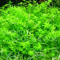 植え方・CO2
